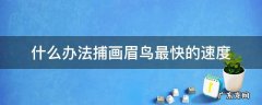 什么办法捕画眉鸟最快的速度