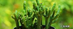请问光棍树不能放在家里有毒吗 光棍树有毒吗能在家养