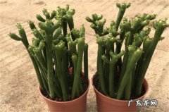 光棍树徒长怎么办 光棍树叶子稀少怎么办