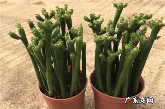 光棍树徒长怎么办 光棍树叶子稀少怎么办