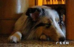 圣伯纳犬护主吗 大丹犬认主吗