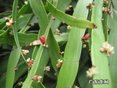 竹的繁殖方式是什么 怎样科学繁殖竹节蓼