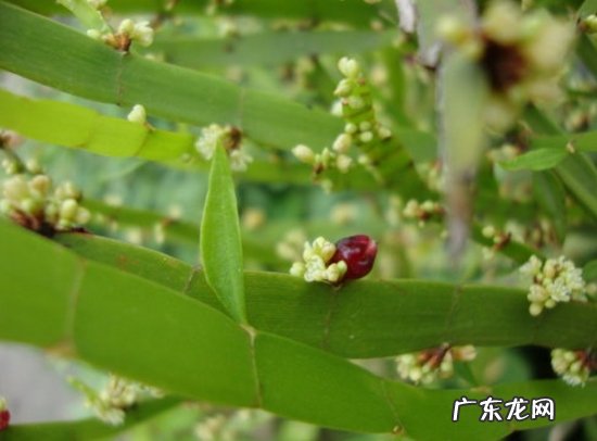 竹节蓼夏季遇到高温怎么办