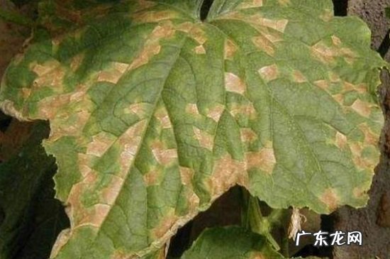 月季常见病虫害及防治方法介绍 二月兰常见病虫害及防治方法