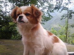 狐狸犬和博美谁贵 蝴蝶犬和狐狸犬的区别