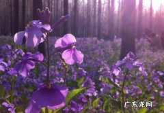 二月兰什么时候播种最宜 二月兰什么时候播种