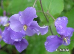 二月兰花语朋友圈 二月兰花语