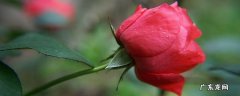 玫瑰花放冰箱可以保鲜吗,新鲜玫瑰花可以放冰箱保存吗