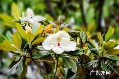 广玉兰的花期 广玉兰为什么不开花
