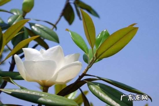 玉兰花的花语 广玉兰的花语和传说