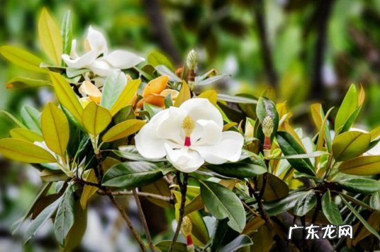 玉兰花的花语 广玉兰的花语和传说