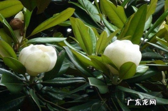 玉兰花的花语 广玉兰的花语和传说