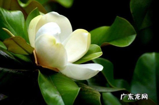 玉兰花的花语 广玉兰的花语和传说