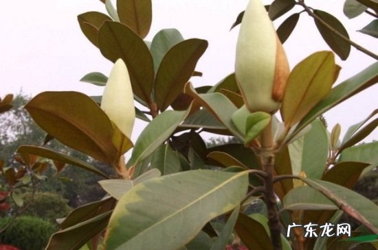白玉兰叶子发黄怎么办 广玉兰叶子发黄怎么办
