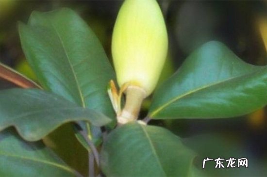 白玉兰叶子发黄怎么办 广玉兰叶子发黄怎么办