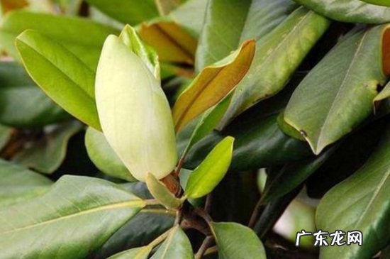 白玉兰叶子发黄怎么办 广玉兰叶子发黄怎么办