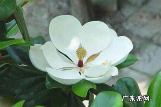 广玉兰怎么繁殖 广玉兰怎么播种