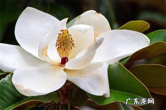 玉兰冬天怎么养? 广玉兰冬天怎么养