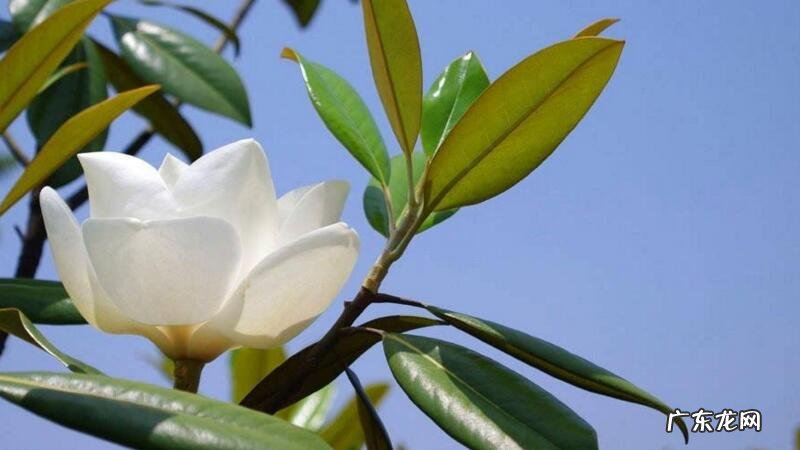 玉兰冬天怎么养? 广玉兰冬天怎么养