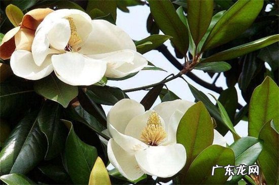 玉兰冬天怎么养? 广玉兰冬天怎么养
