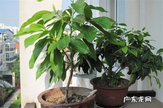 广玉兰是落叶还是常绿乔木 广玉兰属于落叶植物吗