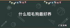 什么短毛狗最好养