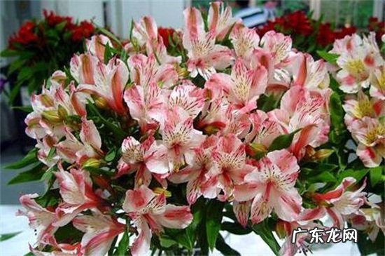 六出花怎么养 六出花的施肥方法