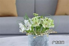 六出花怎么养 六出花的施肥方法