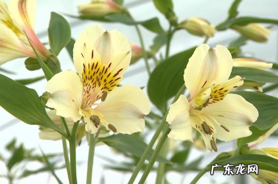 六出花如何过冬 六出花的栽培方法