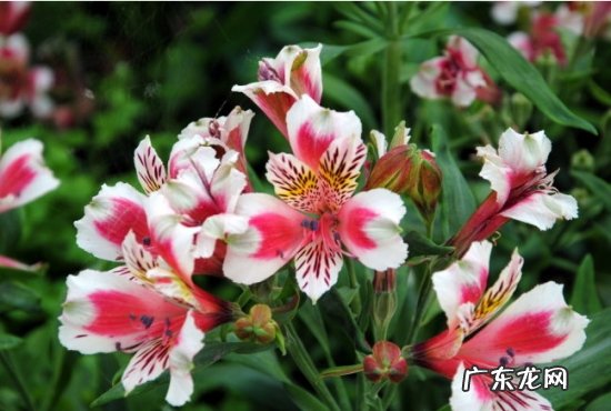 六出花如何过冬 六出花的栽培方法