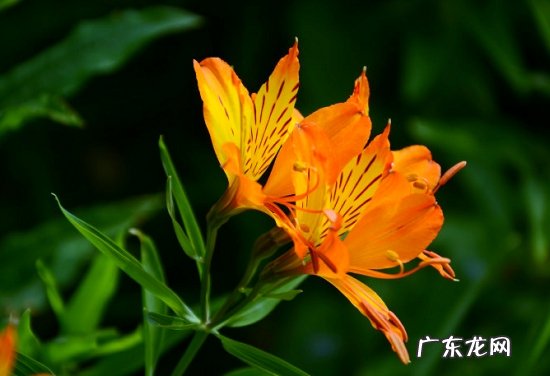 六出花如何过冬 六出花的栽培方法