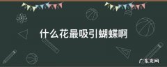 什么花最吸引蝴蝶啊