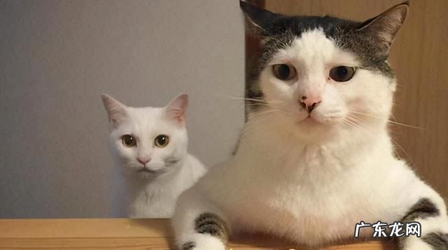 说明是个资深猫奴 这猫是懂暗示的