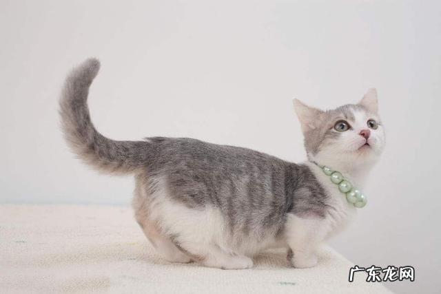 说明是个资深猫奴 这猫是懂暗示的