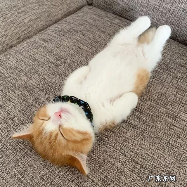 说明是个资深猫奴 这猫是懂暗示的