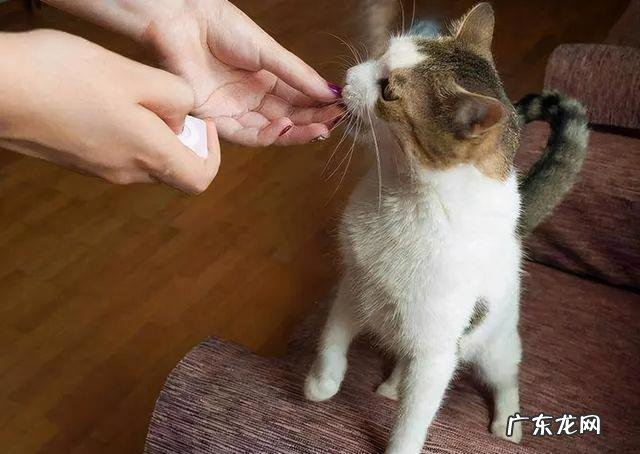 说明是个资深猫奴 这猫是懂暗示的