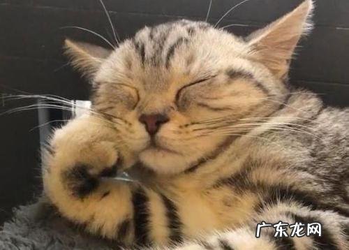 说明是个资深猫奴 这猫是懂暗示的