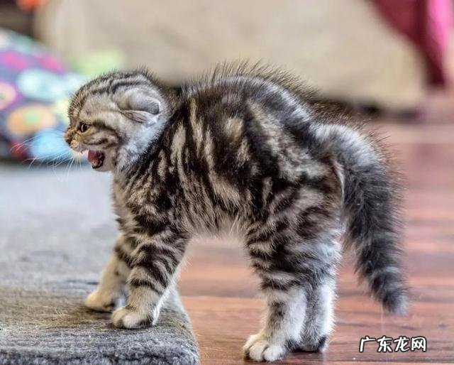 说明是个资深猫奴 这猫是懂暗示的