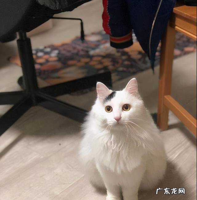 说明是个资深猫奴 这猫是懂暗示的