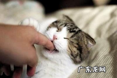 说明是个资深猫奴 这猫是懂暗示的