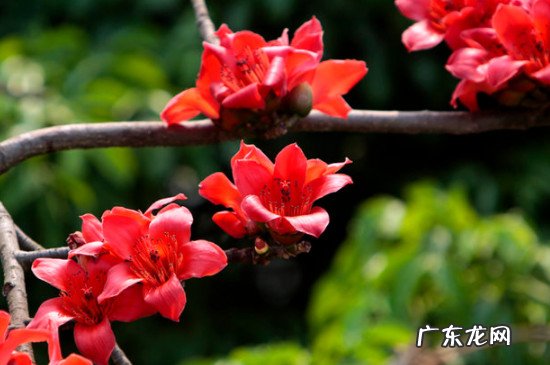 木棉花象征什么精神 木棉花象征什么