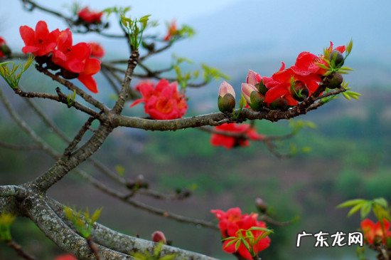 木棉花象征什么精神 木棉花象征什么