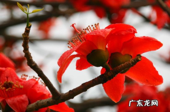 木棉花象征什么精神 木棉花象征什么