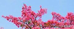 木棉花的寓意及象征 木棉花的花语和寓意和象征