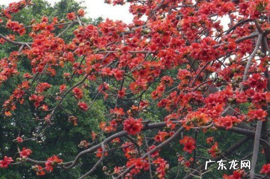 树上长满刺的是什么树 树干长满长硬刺的树叫什么