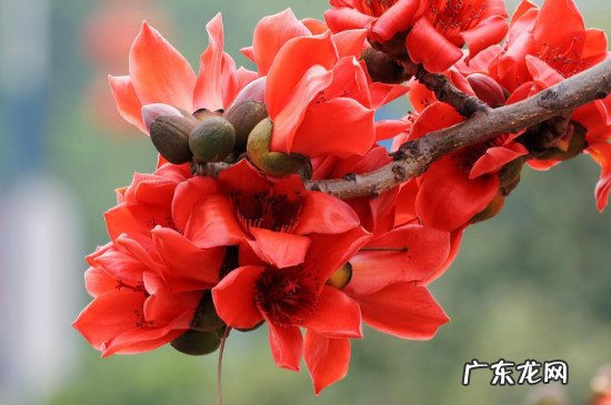 木棉的种子靠什么传播呢 木棉花传播种子的方法