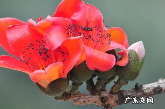 木棉的种子靠什么传播呢 木棉花传播种子的方法