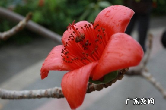 代表英雄的花是什么花 英雄花是什么花