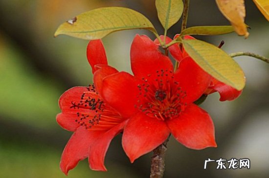 代表英雄的花是什么花 英雄花是什么花