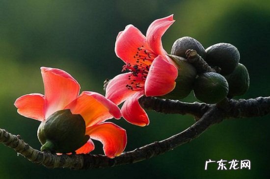 代表英雄的花是什么花 英雄花是什么花